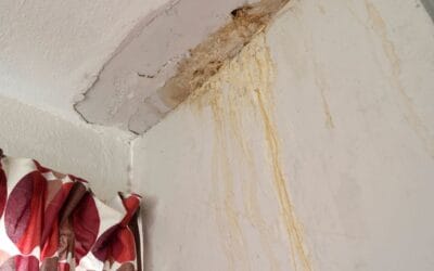 Czy ocieplenie celulozą może rozwiązać problem pleśni i wilgoci?