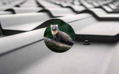 Jak skutecznie zabezpieczyć dach przed kunami