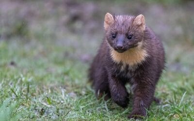 Kuna znów grasuje? Dlaczego warto sprawdzić, co kryje się pod izolacją