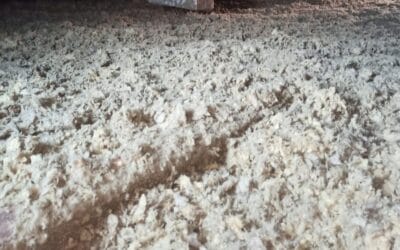 Dobra izolacja z celulozy? Tylko jeśli zadbasz o 5 kluczowych rzeczy