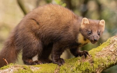 Jak wypłoszyć kunę – 5 sprawdzonych sposobów na odstraszenie