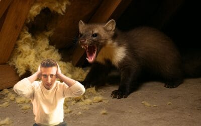 Czy kuna atakuje ludzi? Fakty i mity o dzikim sąsiedzie na poddaszu