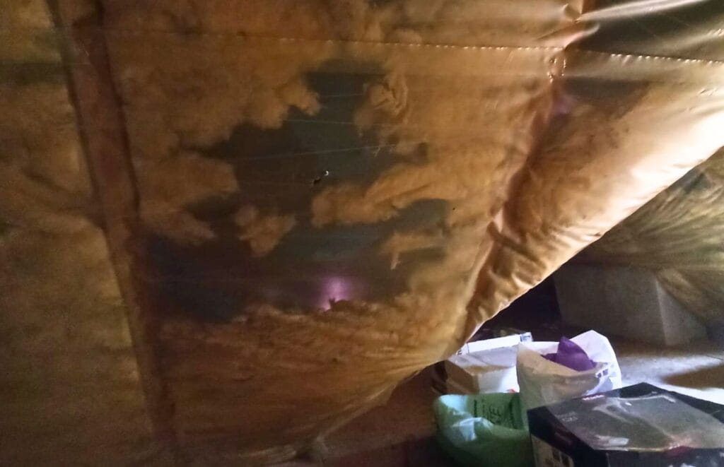 Uszkodzona izolacja poddasza przez kuny