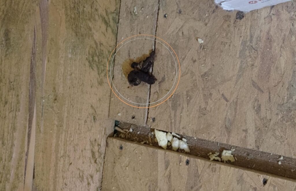 odchody kuny na poddaszu