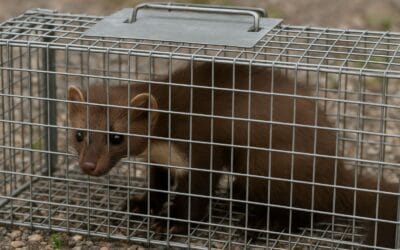 Pułapki na kuny – co działa, co nie i czego unikać?