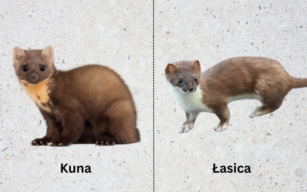 Łasica a kuna – różnice i podobieństwa pomiędzy tymi zwierzętami