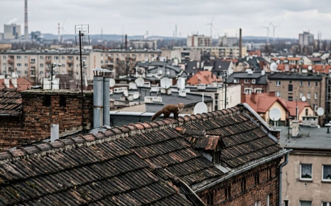Kuna na dachu w środku miasta? 4 powody, dla których drapieżniki porzucają lasy