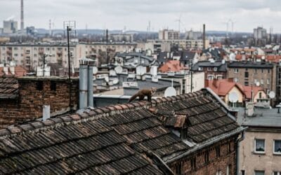 Kuna na dachu w środku miasta? 4 powody, dla których drapieżniki porzucają lasy